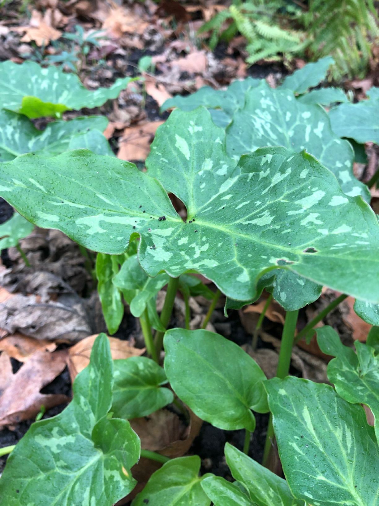 Arum italicum