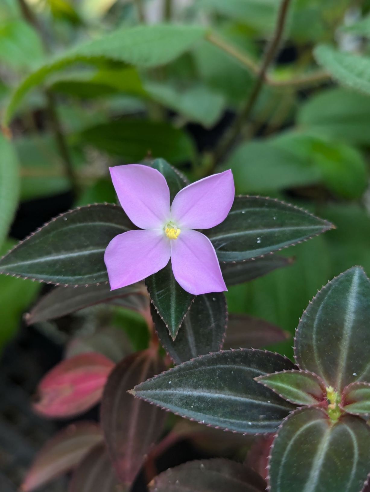 Arthrostemma parvifolium