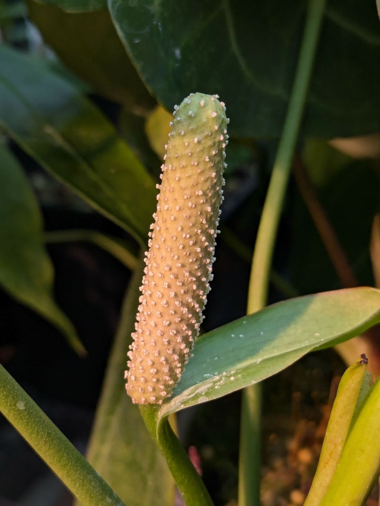 Anthurium veitchii