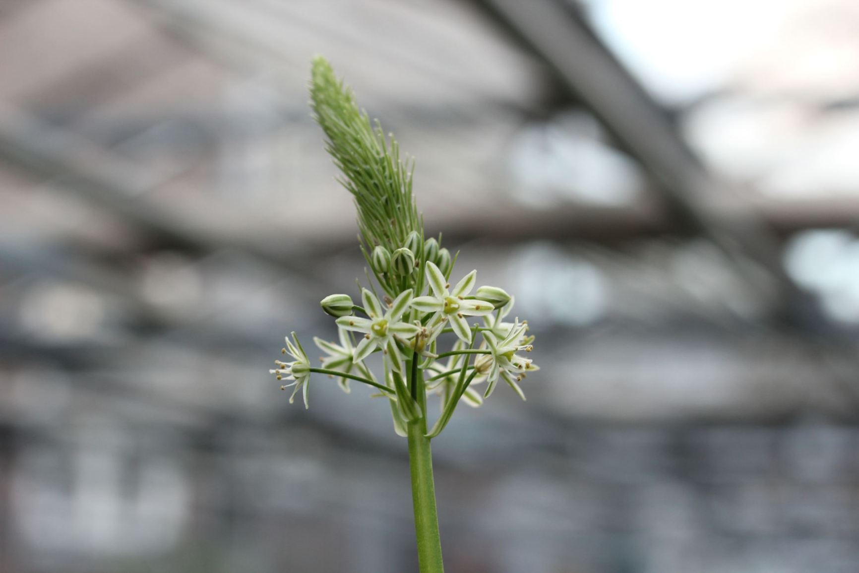 Albuca bracteata