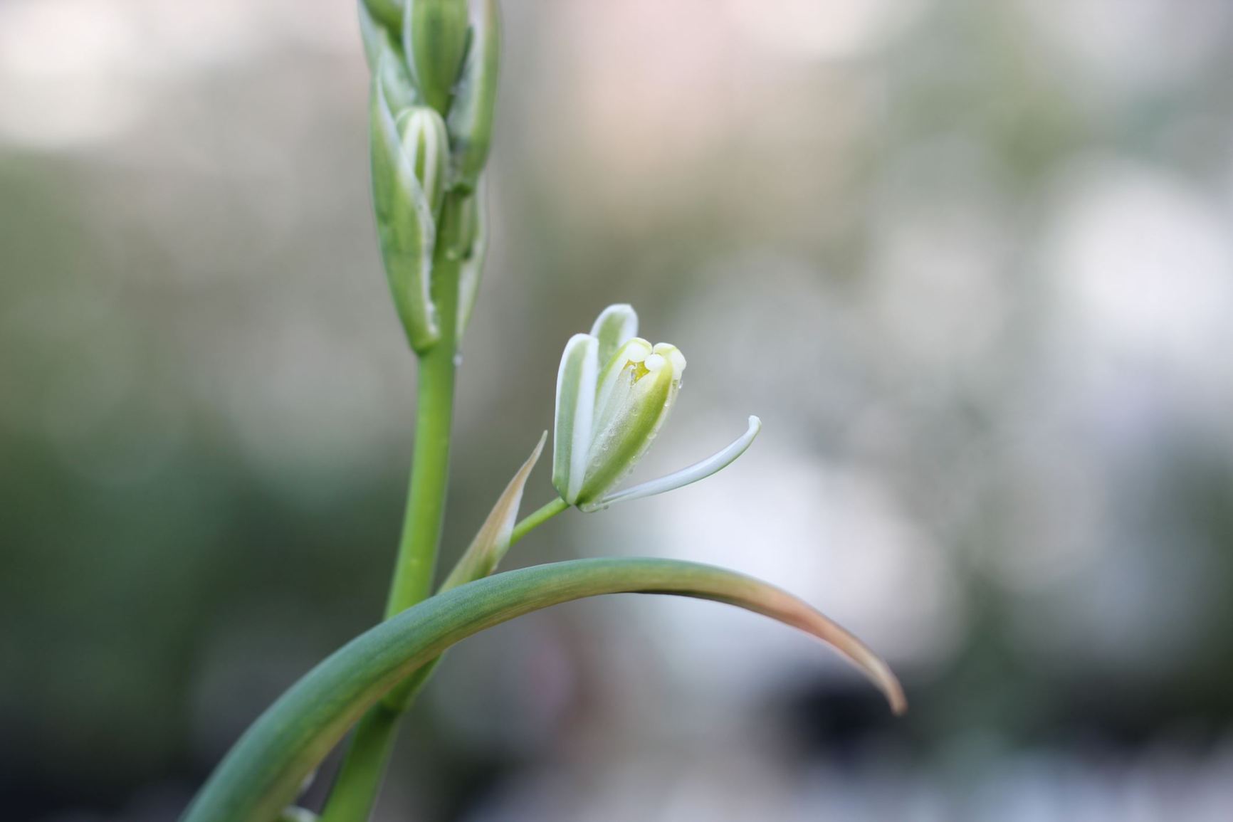 Albuca canadensis