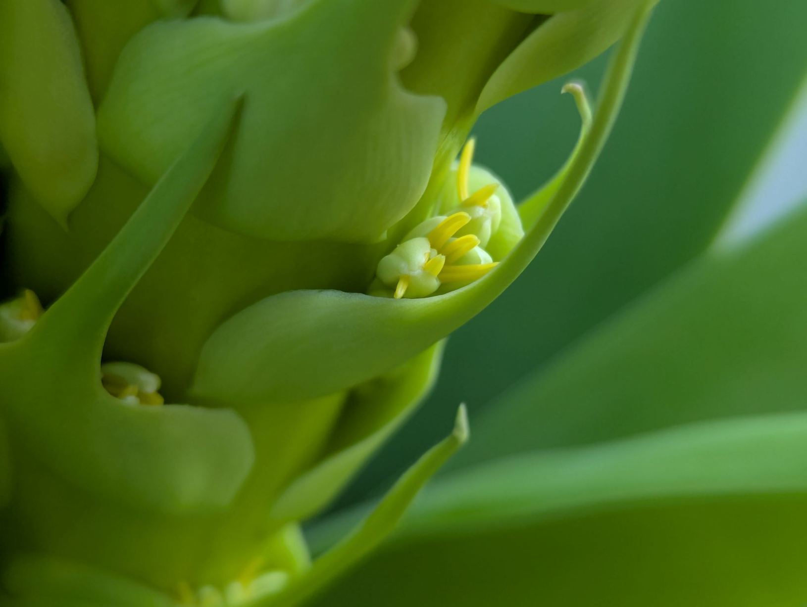 Agave ellemeetiana