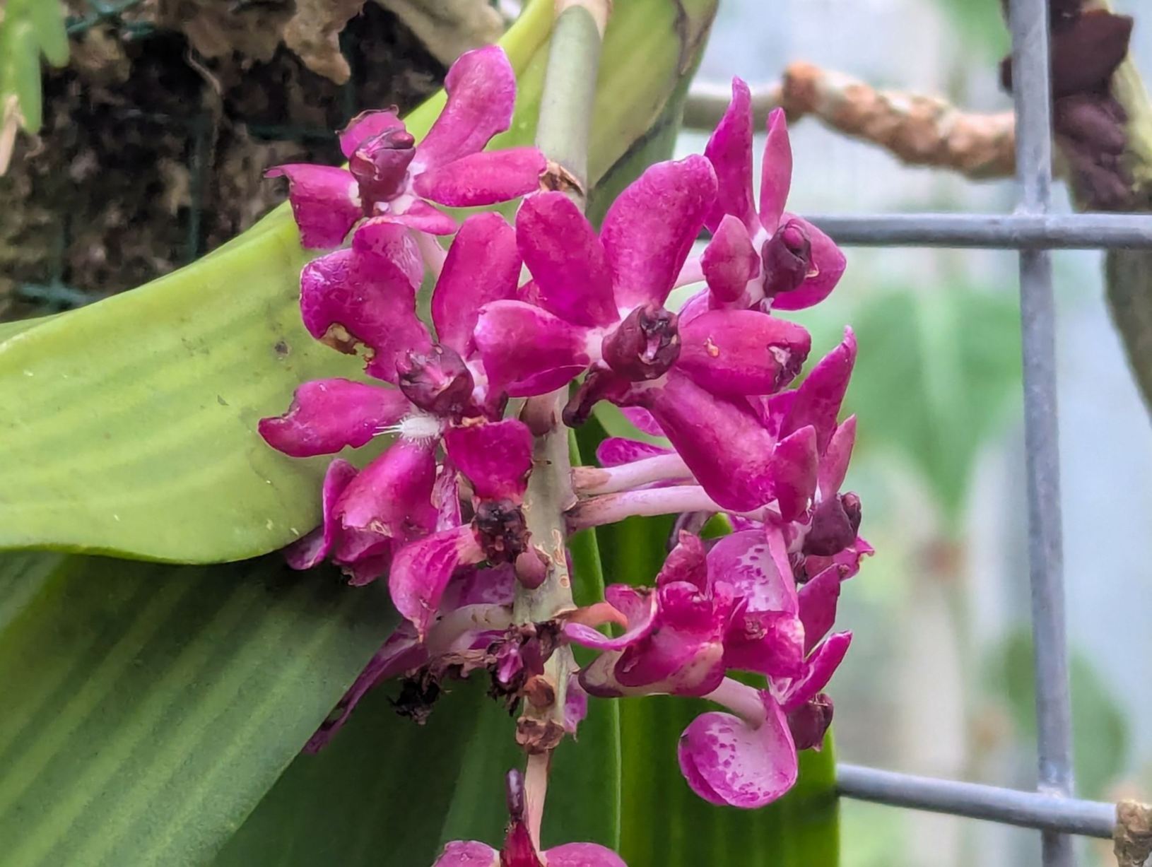 Aerides falcata