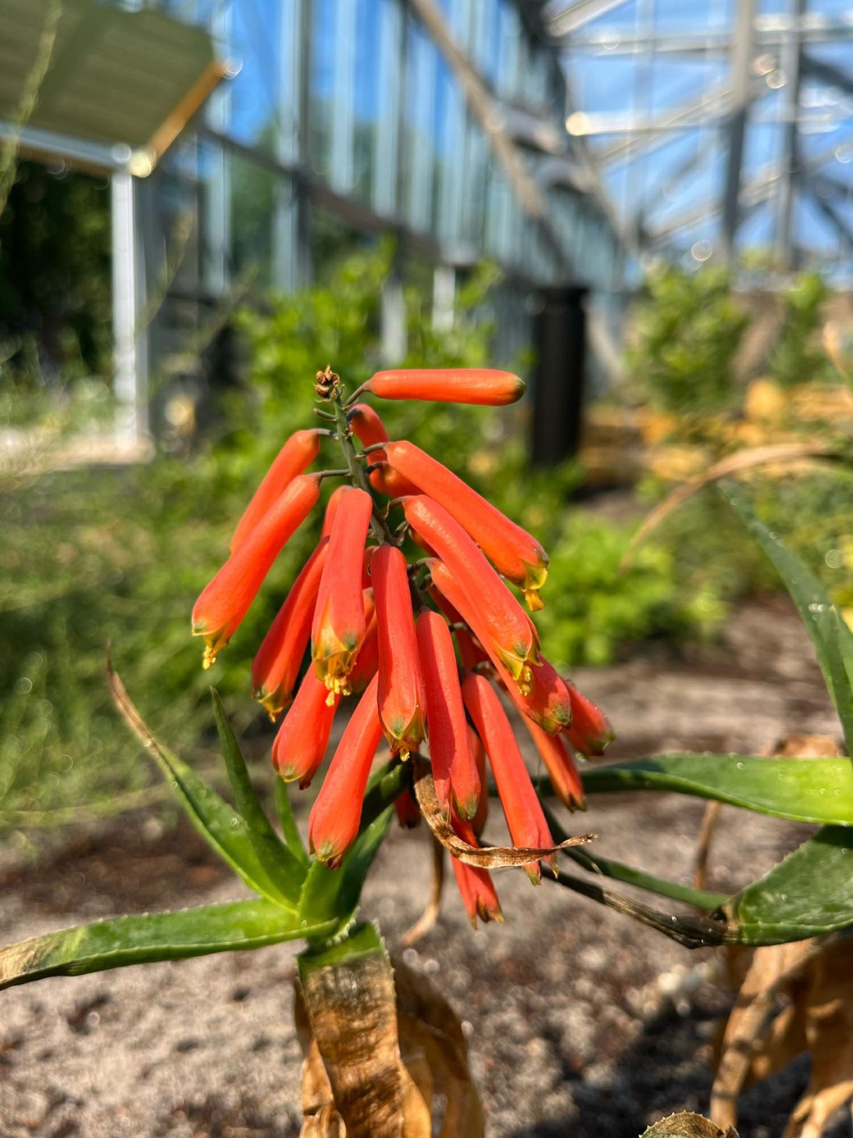 Aloiampelos ciliaris