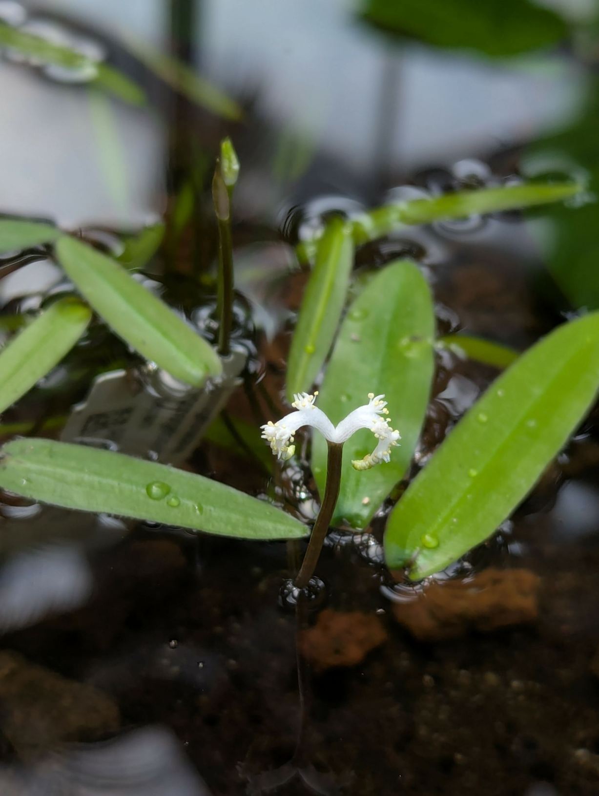 Aponogeton robinsonii