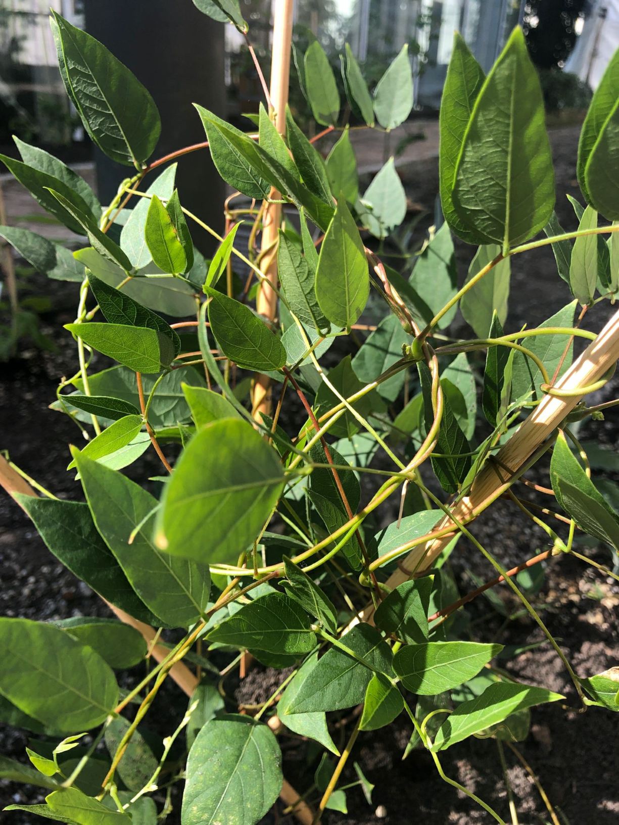 Apios americana