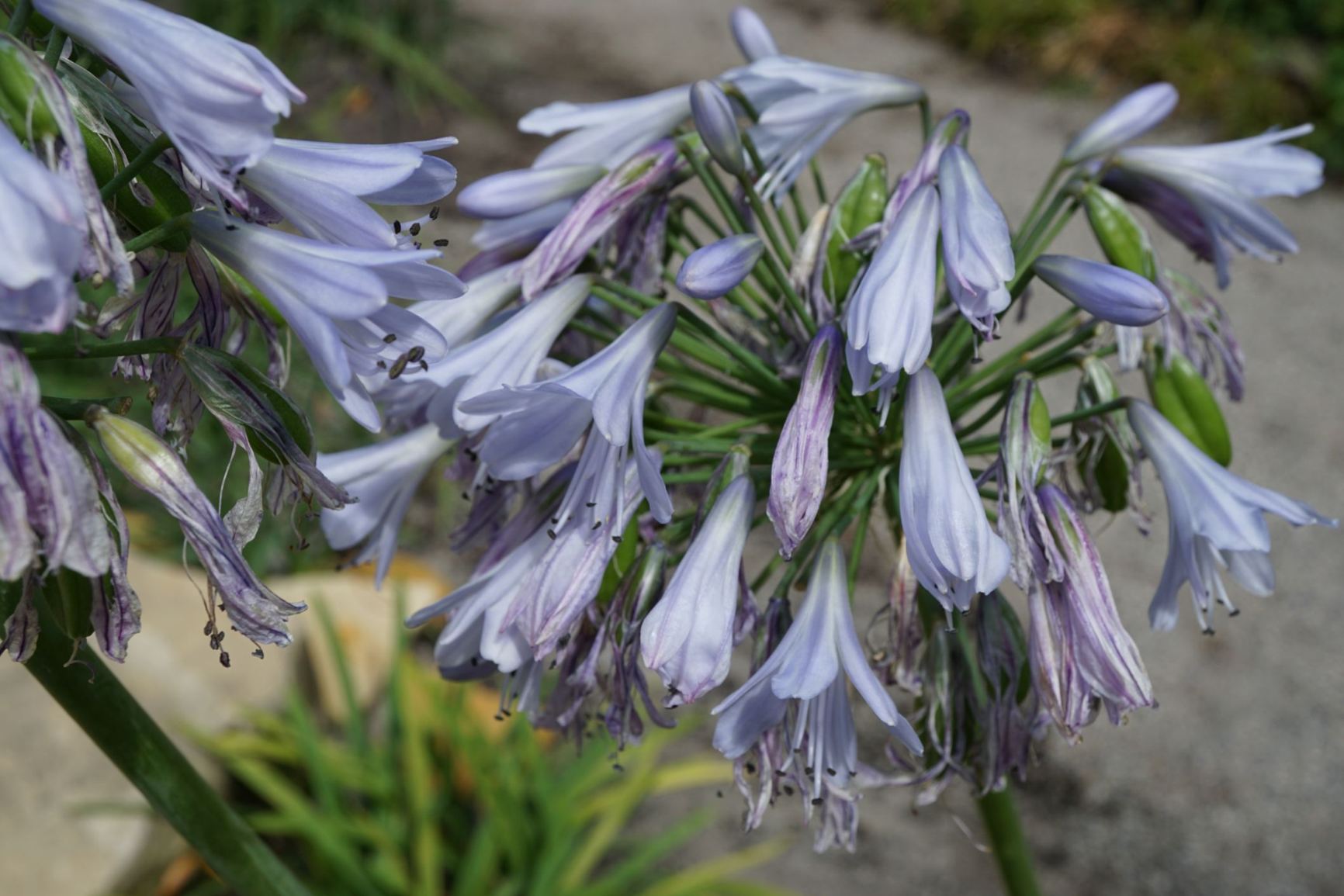 Agapanthus 'Blue Moon'