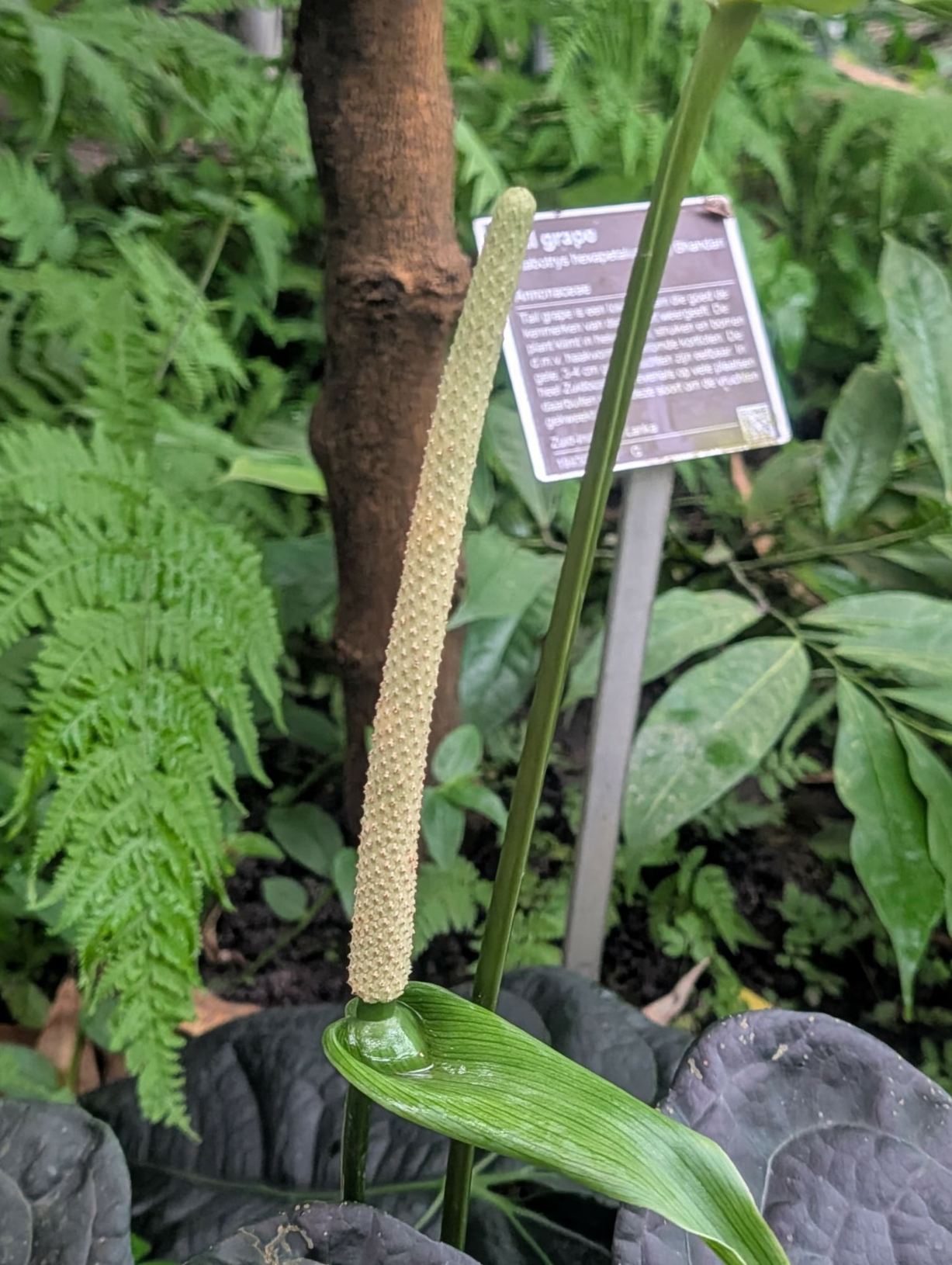 Anthurium luxurians