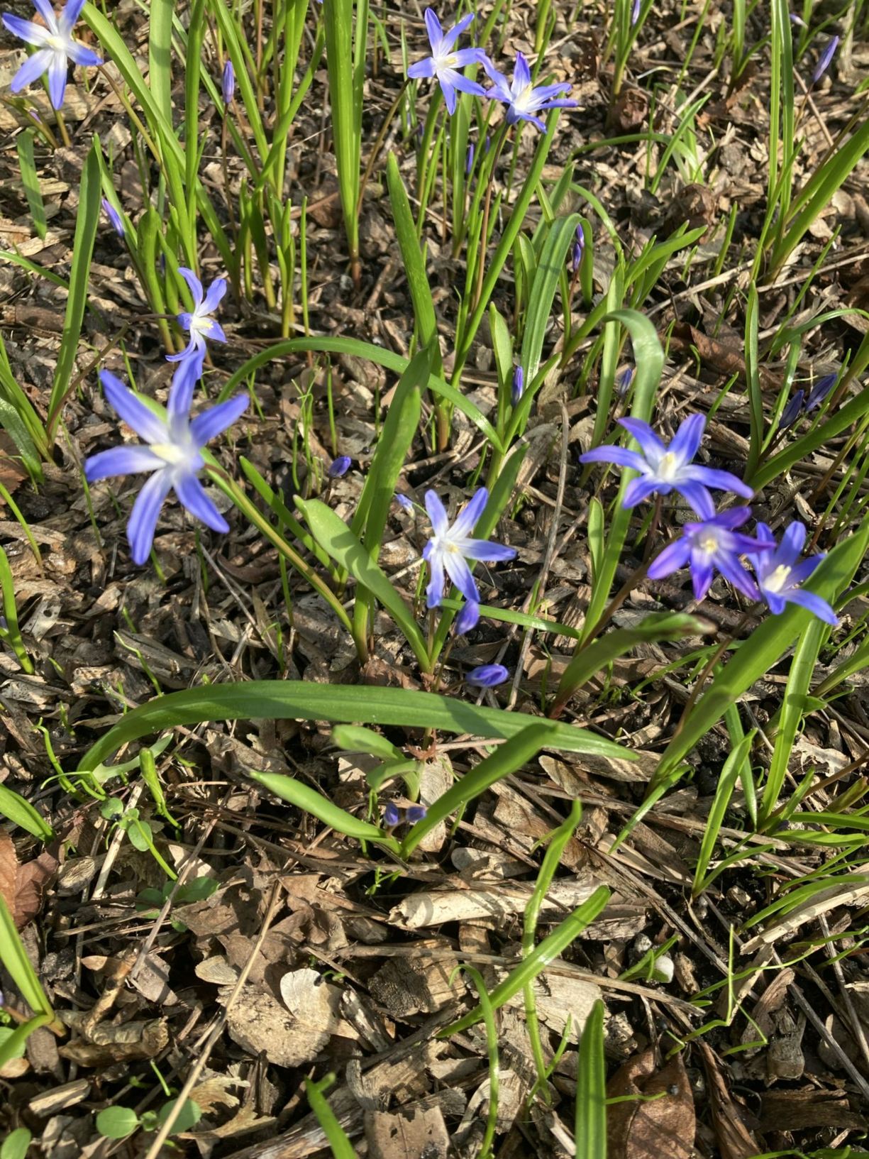 Scilla luciliae - Sneeuwroem, Lucile's glory of the snow, Gloire des neiges de Lucile, Schneestolz, Gloria delle nevi