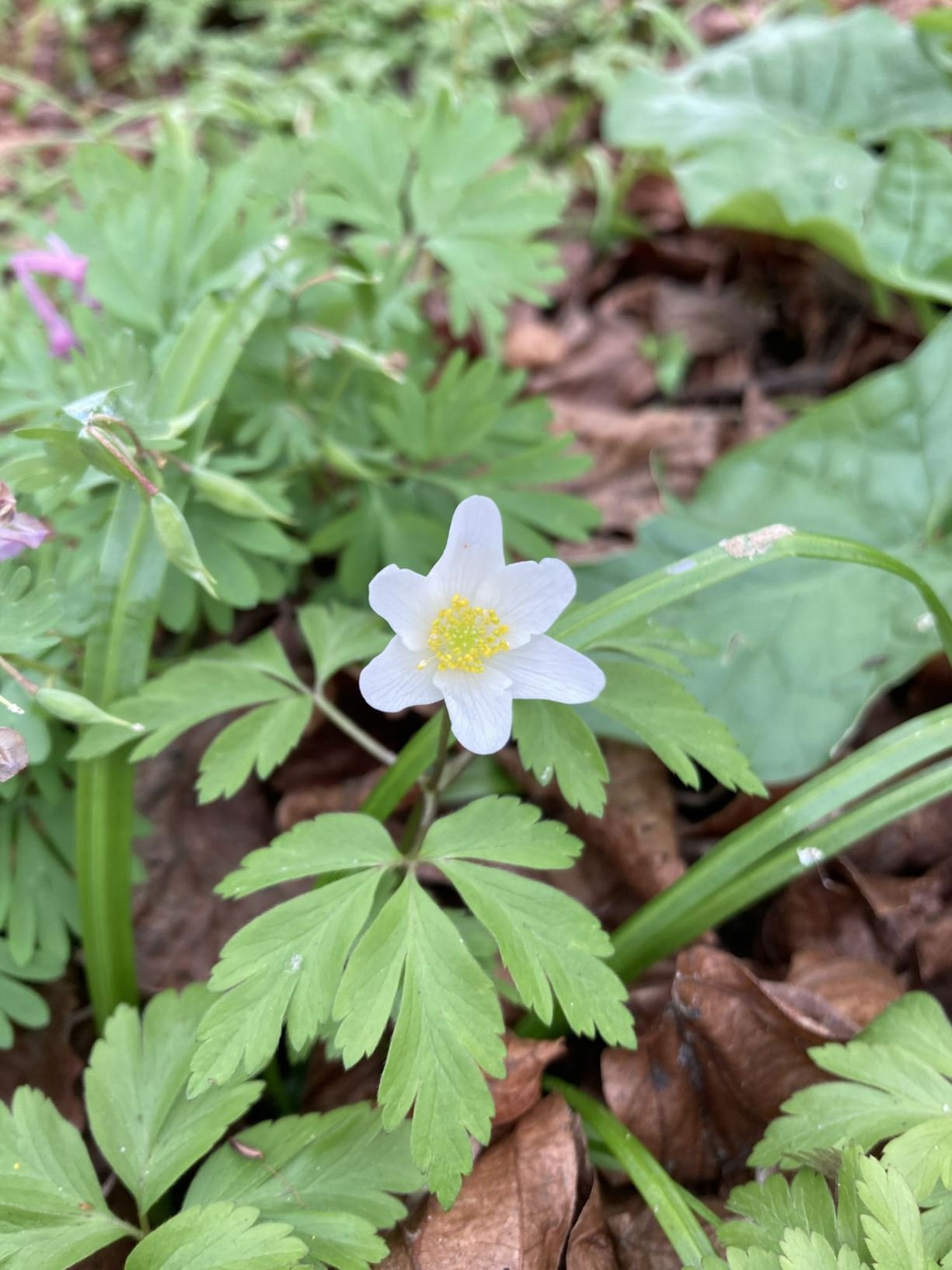 Anemone nemorosa