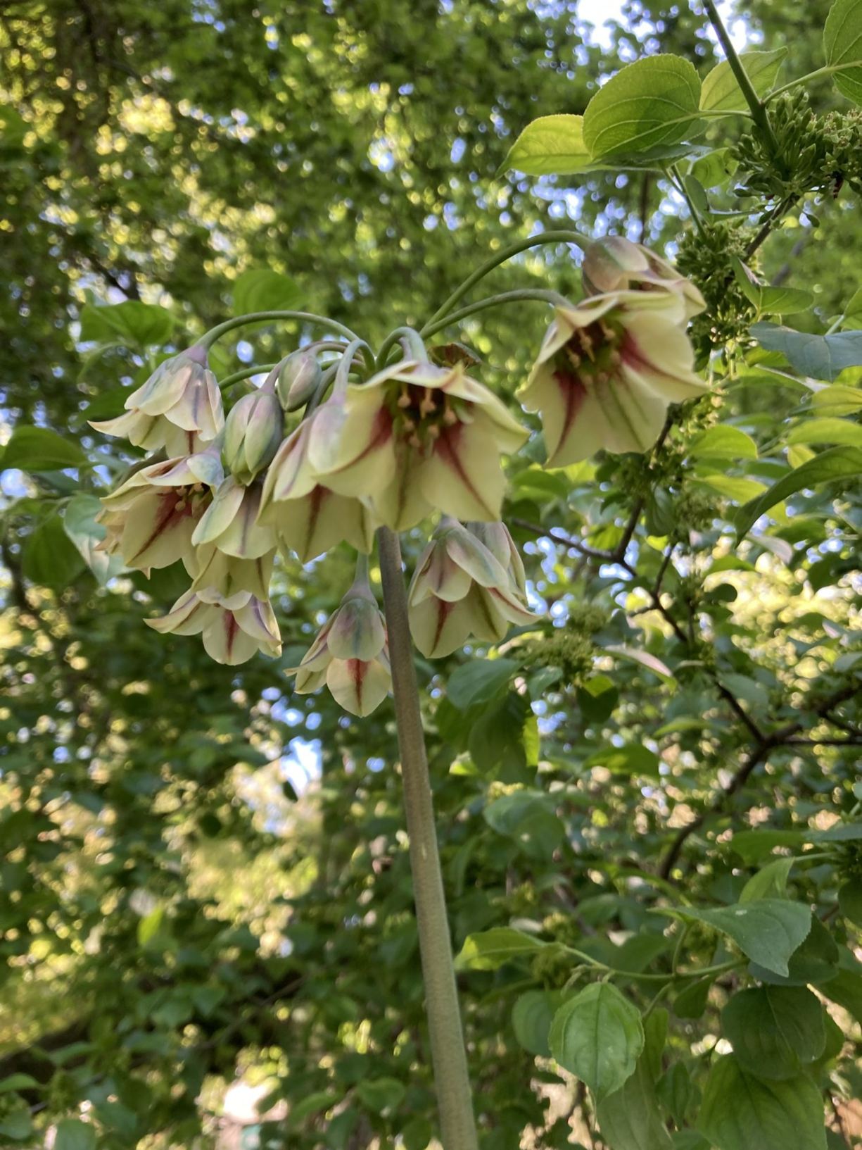 Allium siculum