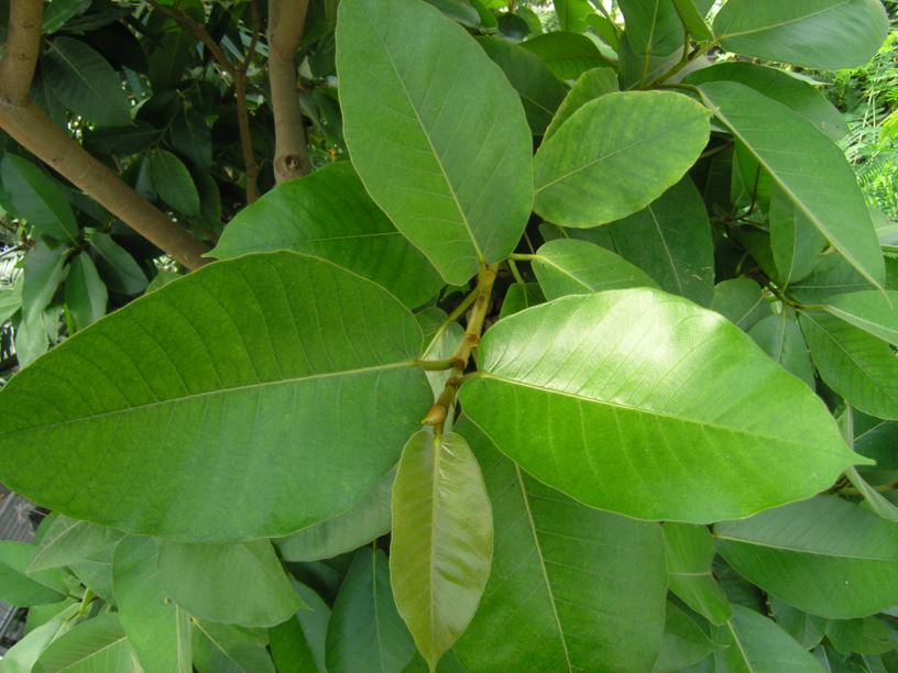 Ficus drupacea - Mysore fig