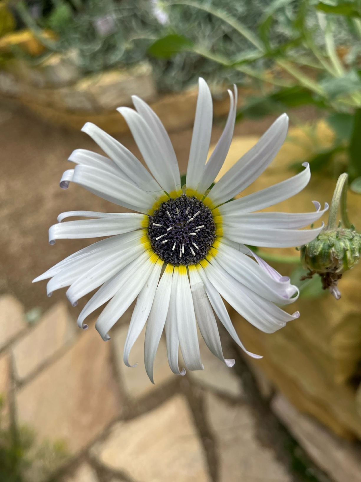 Arctotis venusta