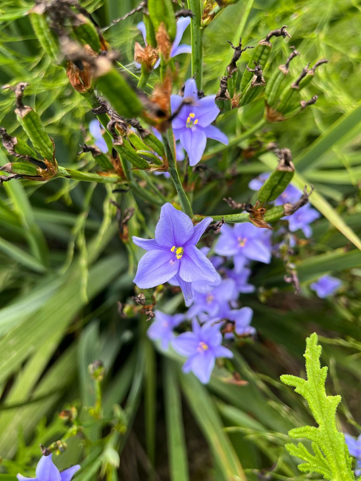 Aristea ecklonii