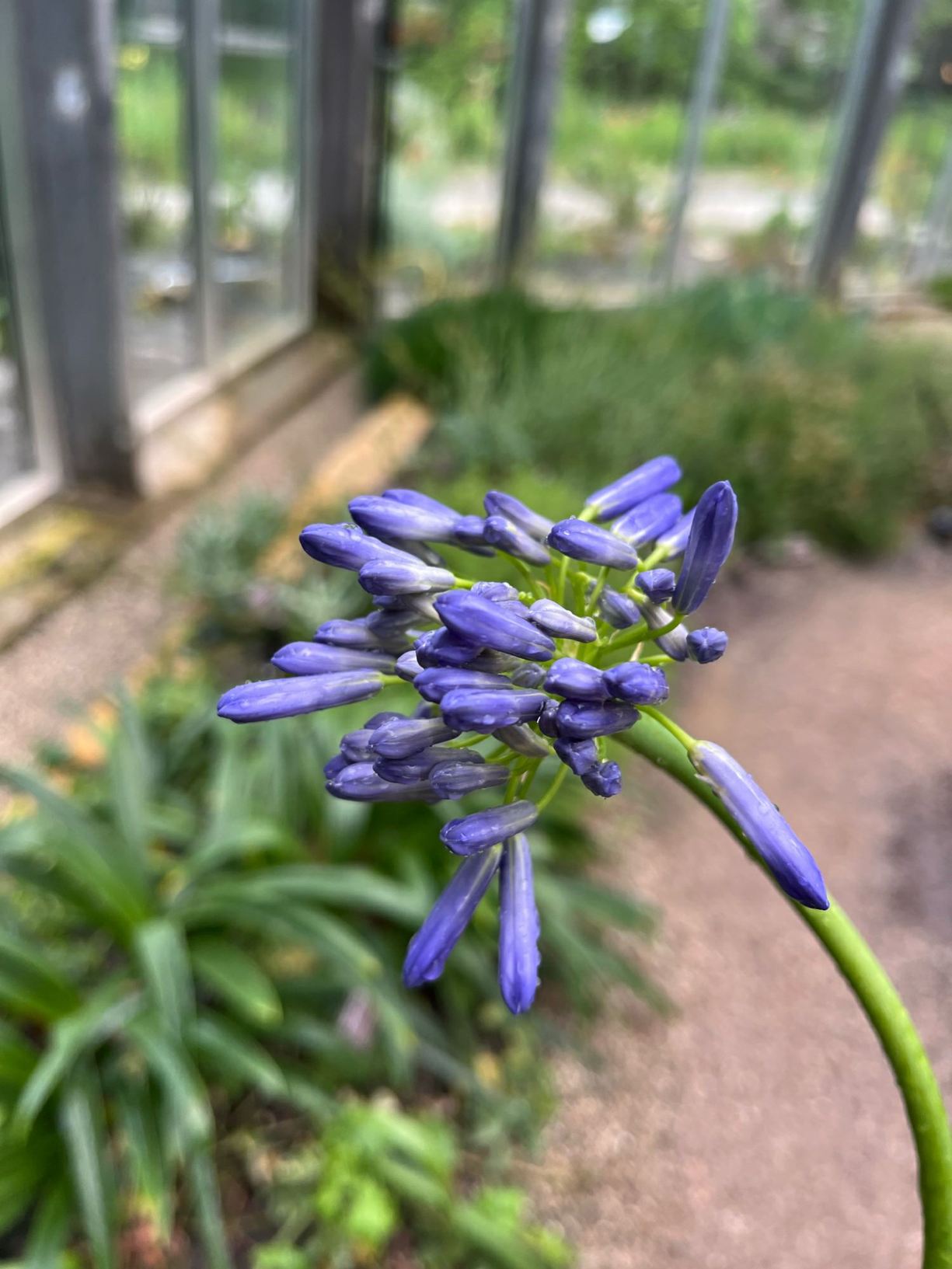 Agapanthus inapertus