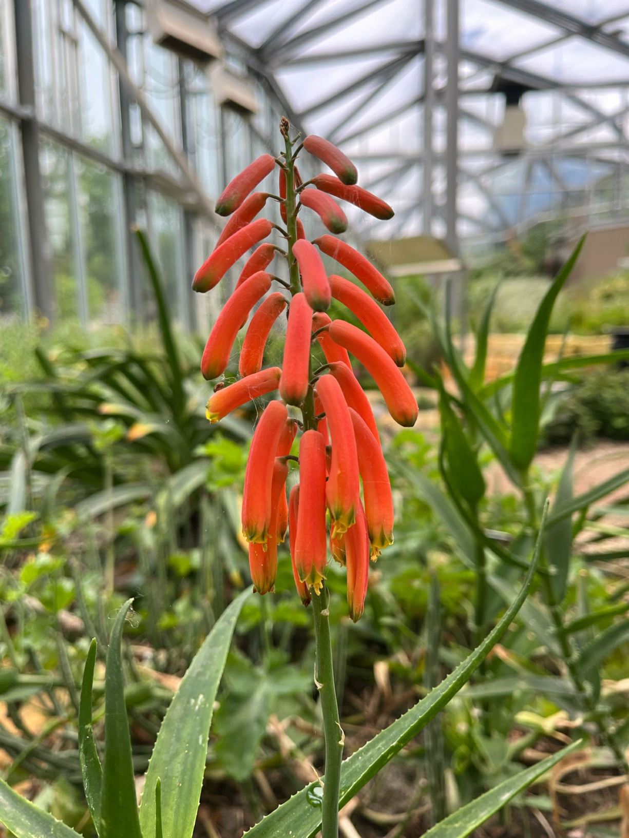 Aloiampelos ciliaris