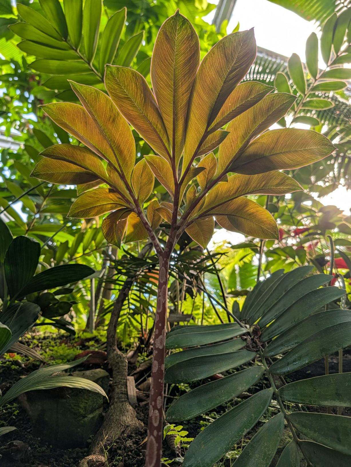 Amorphophallus atroviridis