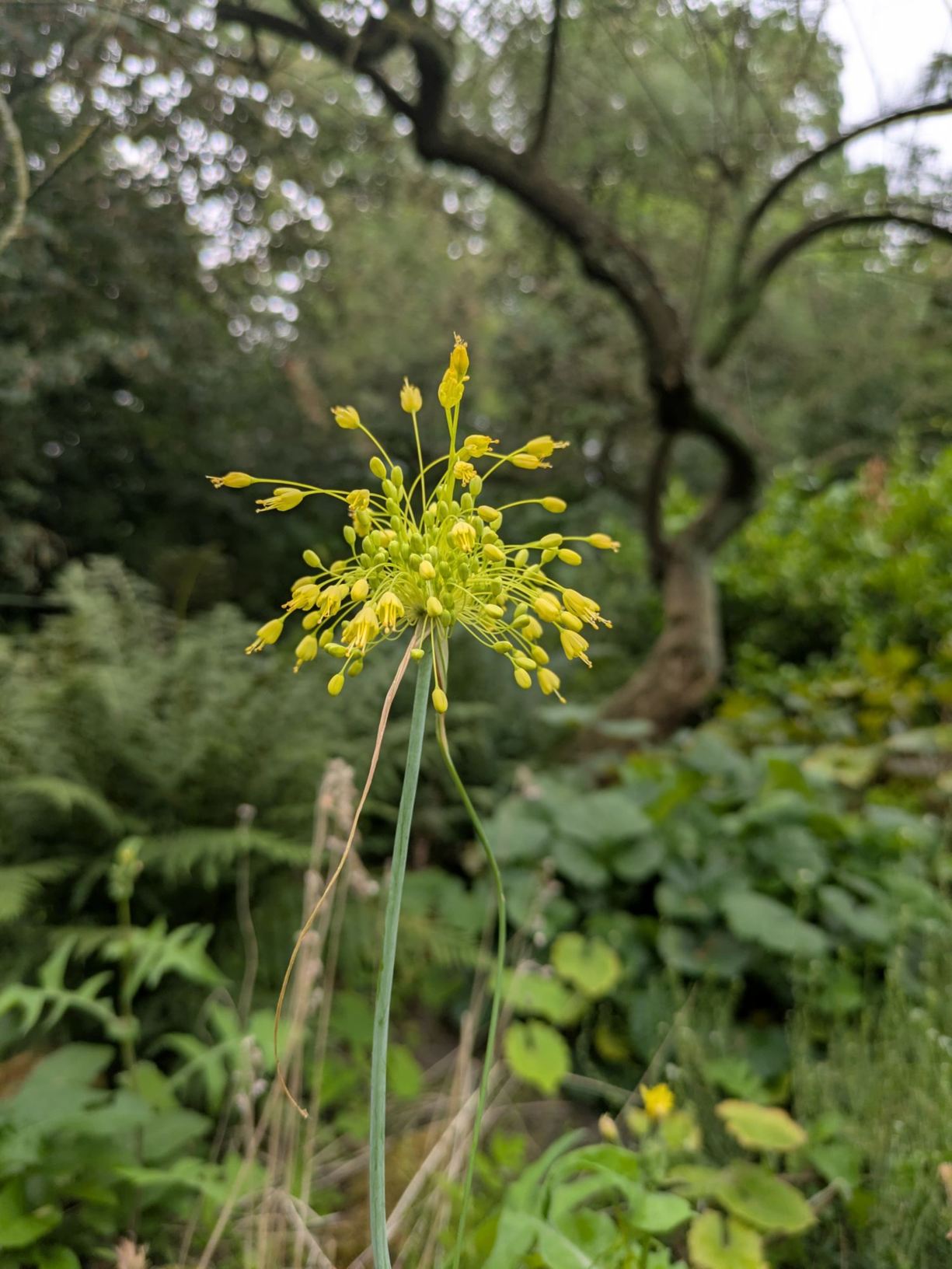 Allium flavum