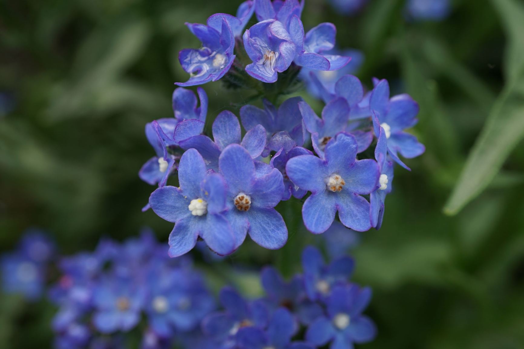 Anchusa capensis