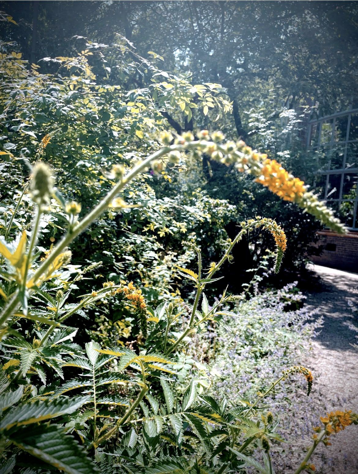 Agrimonia procera