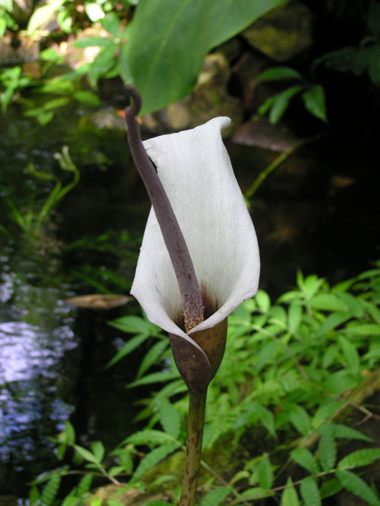 Amorphophallus ankarana