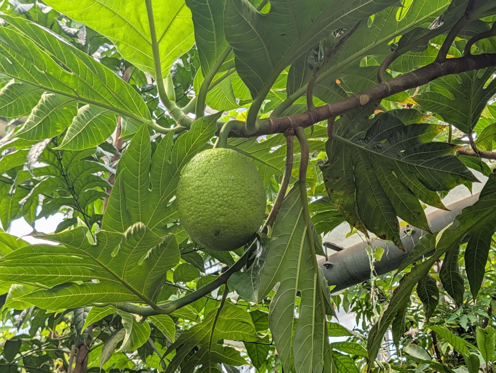 Artocarpus altilis