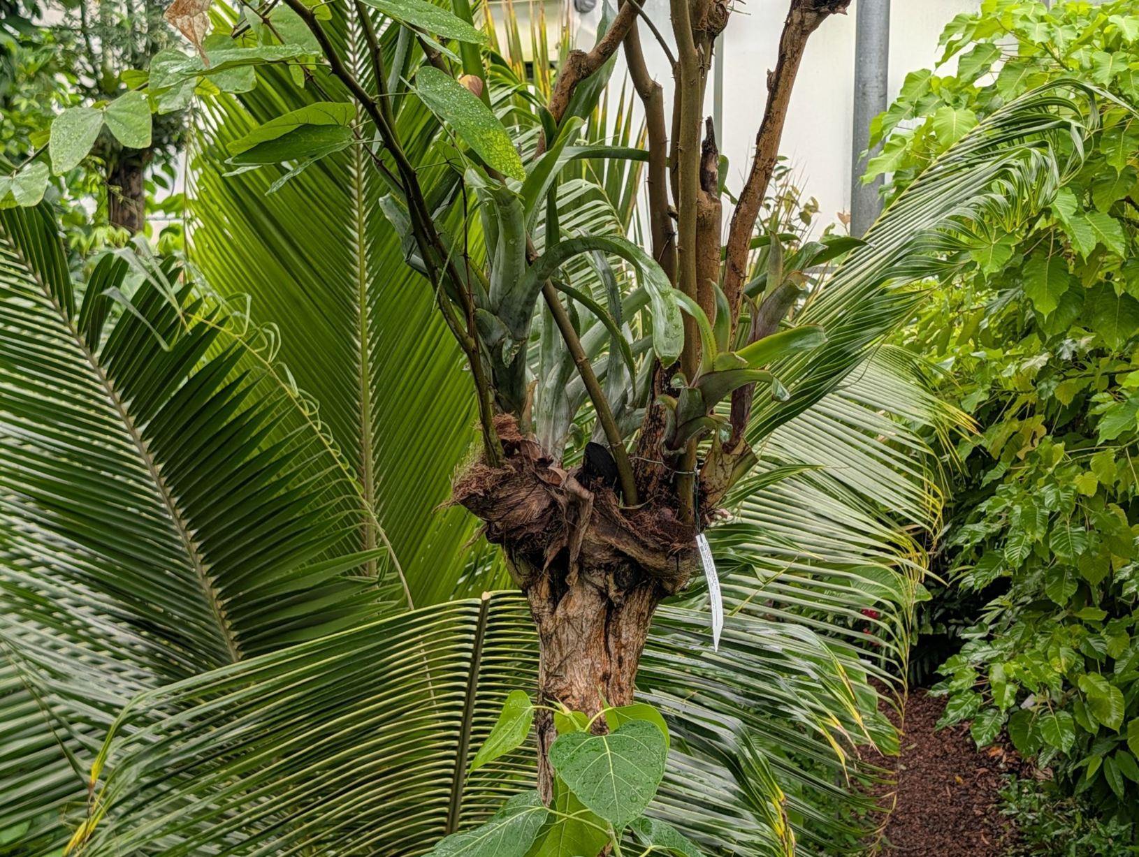 Aechmea maasii