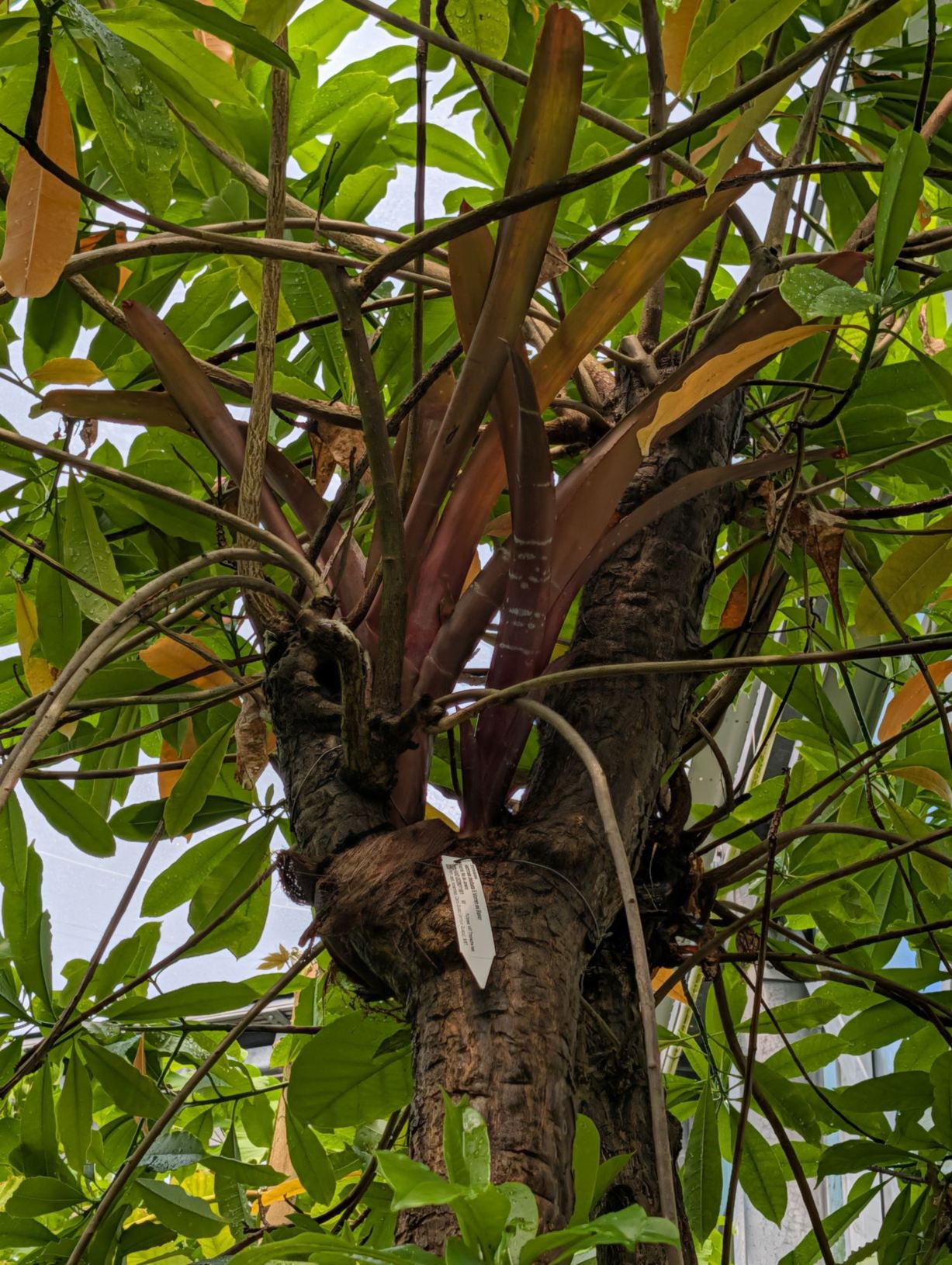Aechmea dealbata
