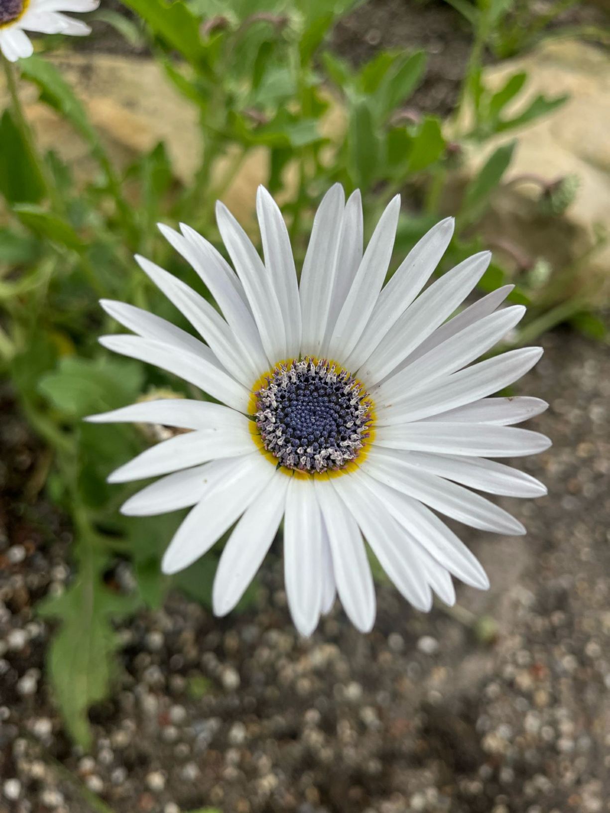 Arctotis venusta
