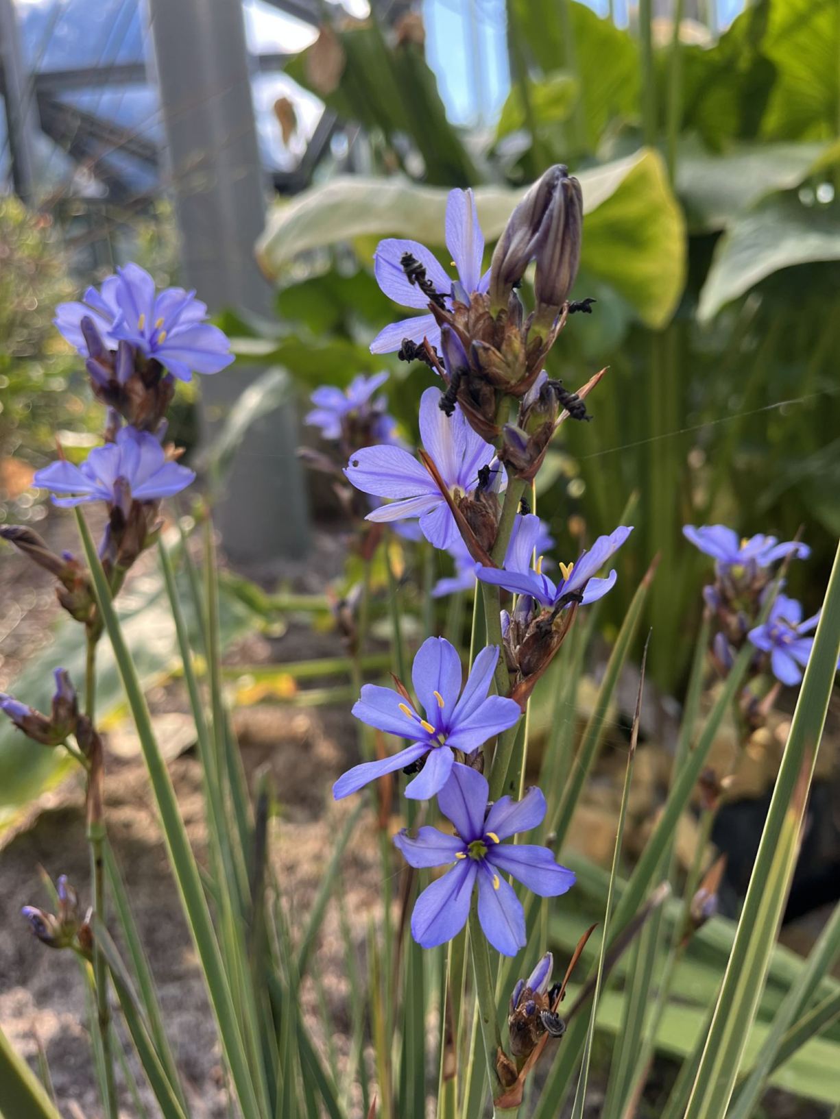 Aristea palustris