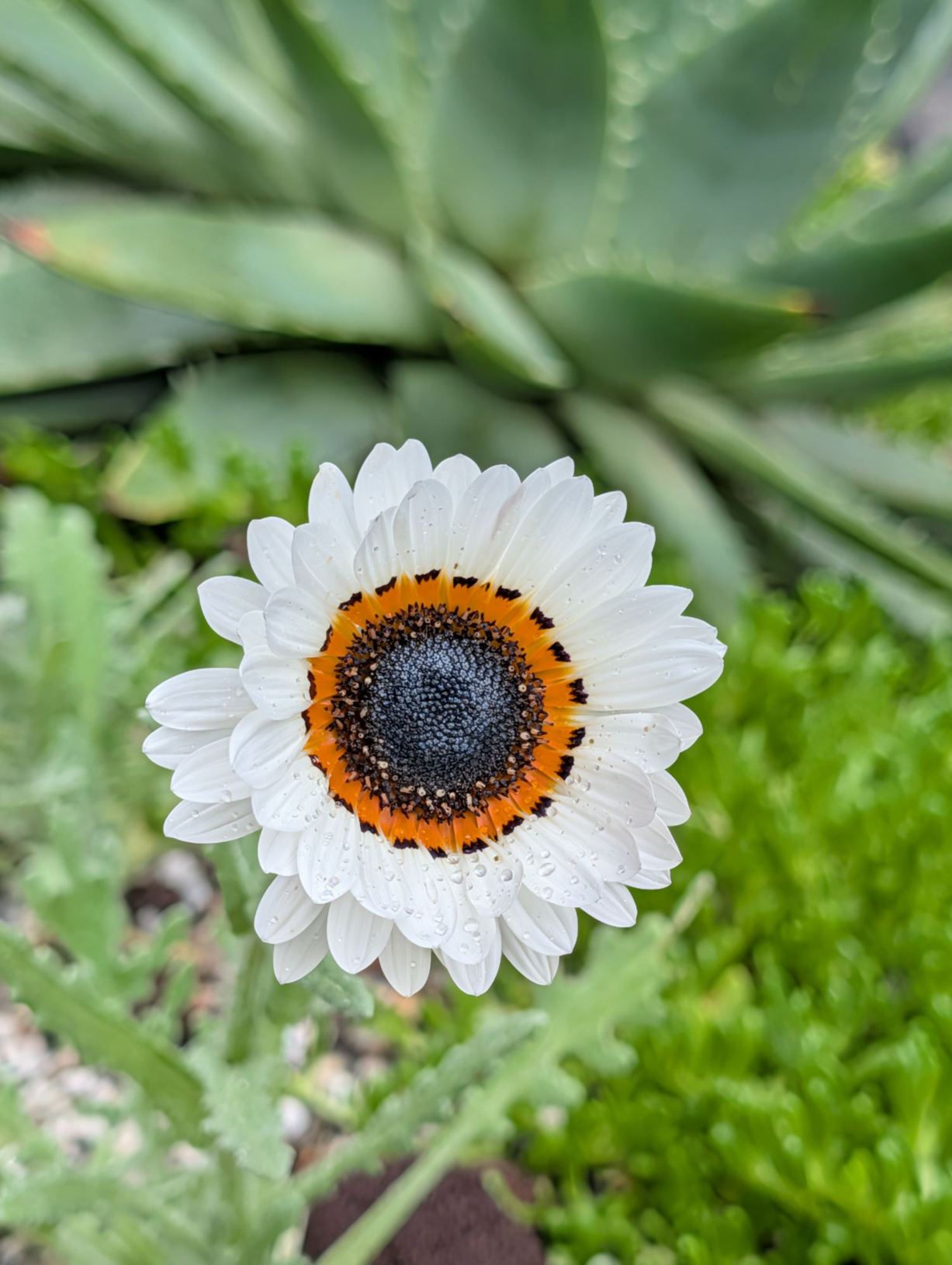 Arctotis fastuosa