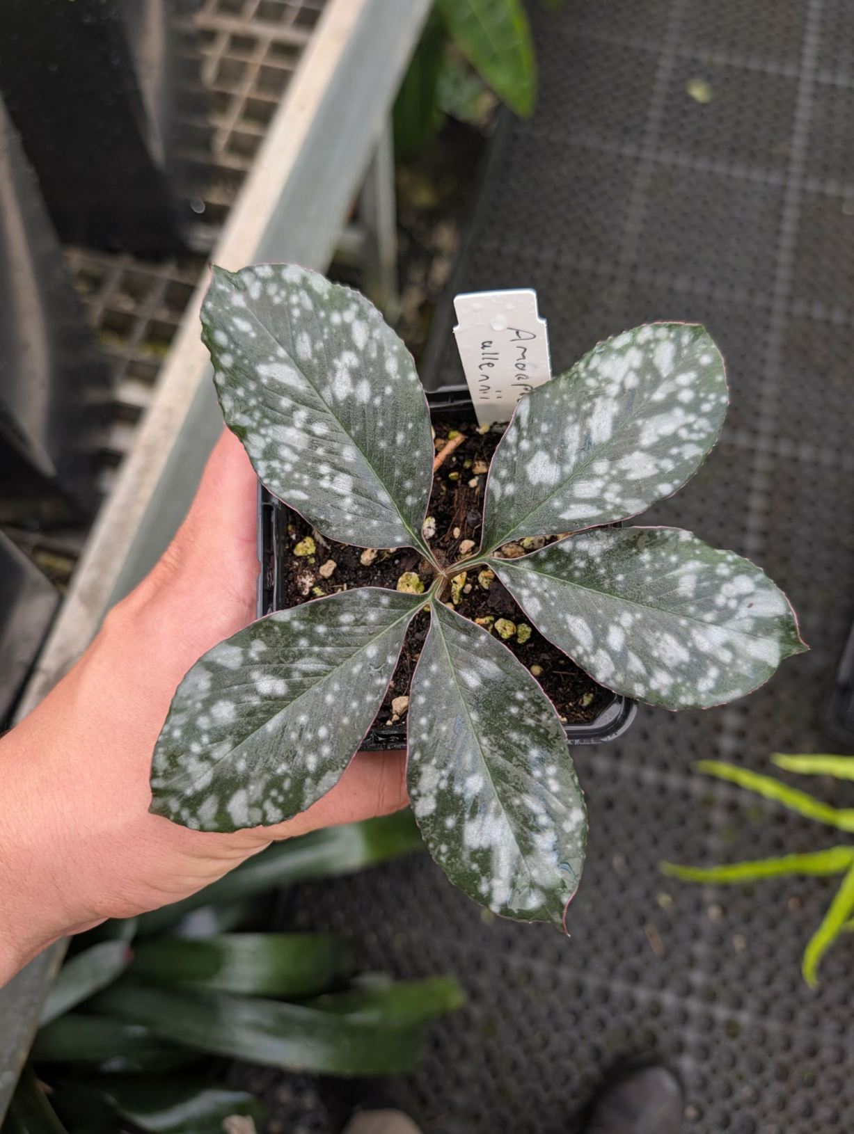Amorphophallus allenii