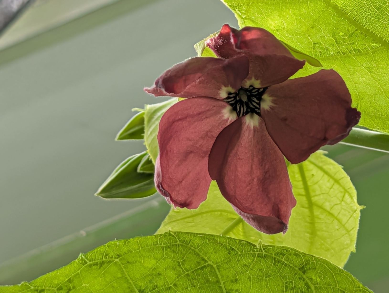 Abroma augustum