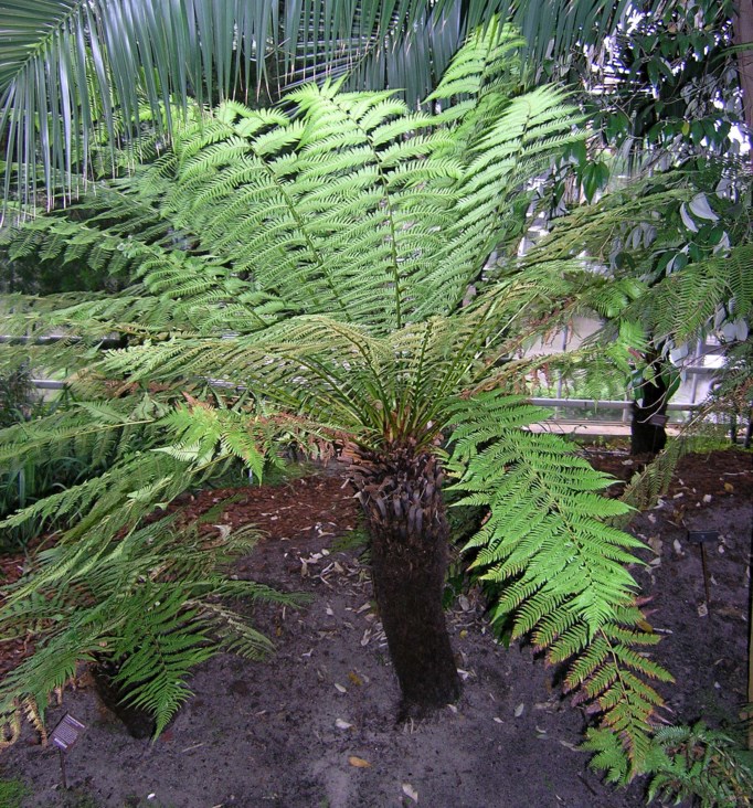 Dicksonia antarctica - Tasmaanse boomvaren, Zachte boomvaren, Soft tree fern, Woolly tree fern