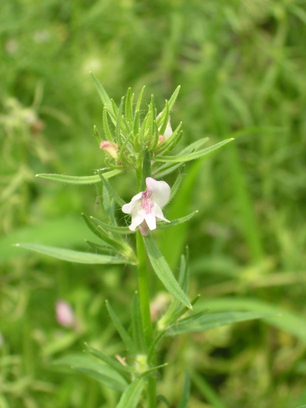 Misopates orontium - Akkerleeuwenbek